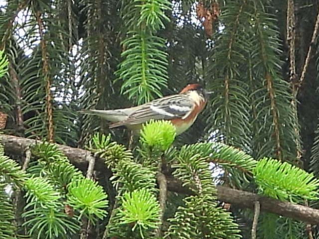 Bay-breasted Warbler - ML635894588