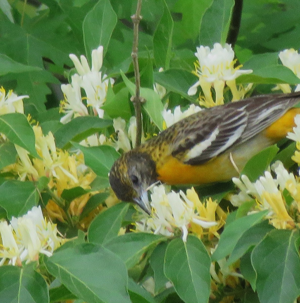 Baltimore Oriole - ML635894715