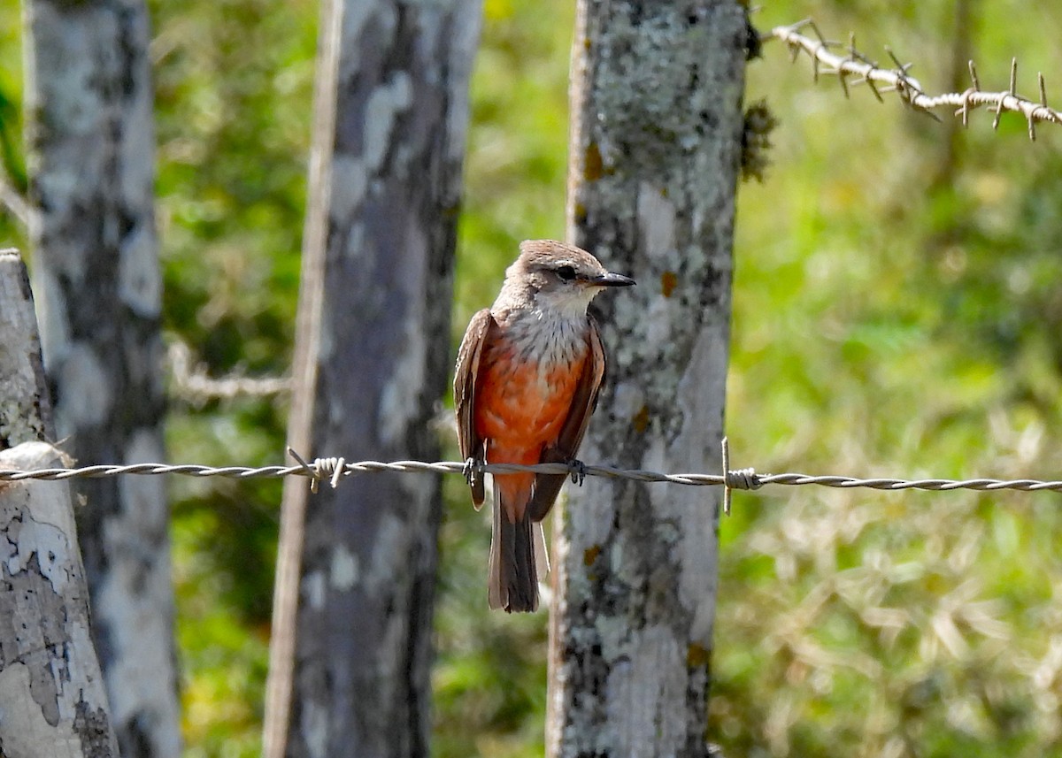 Mosquero Cardenal - ML635894769