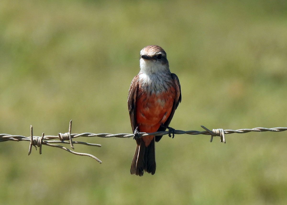 Mosquero Cardenal - ML635894775