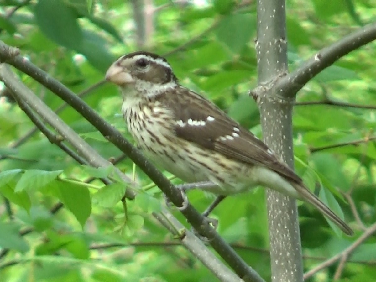 Rose-breasted Grosbeak - ML635894837
