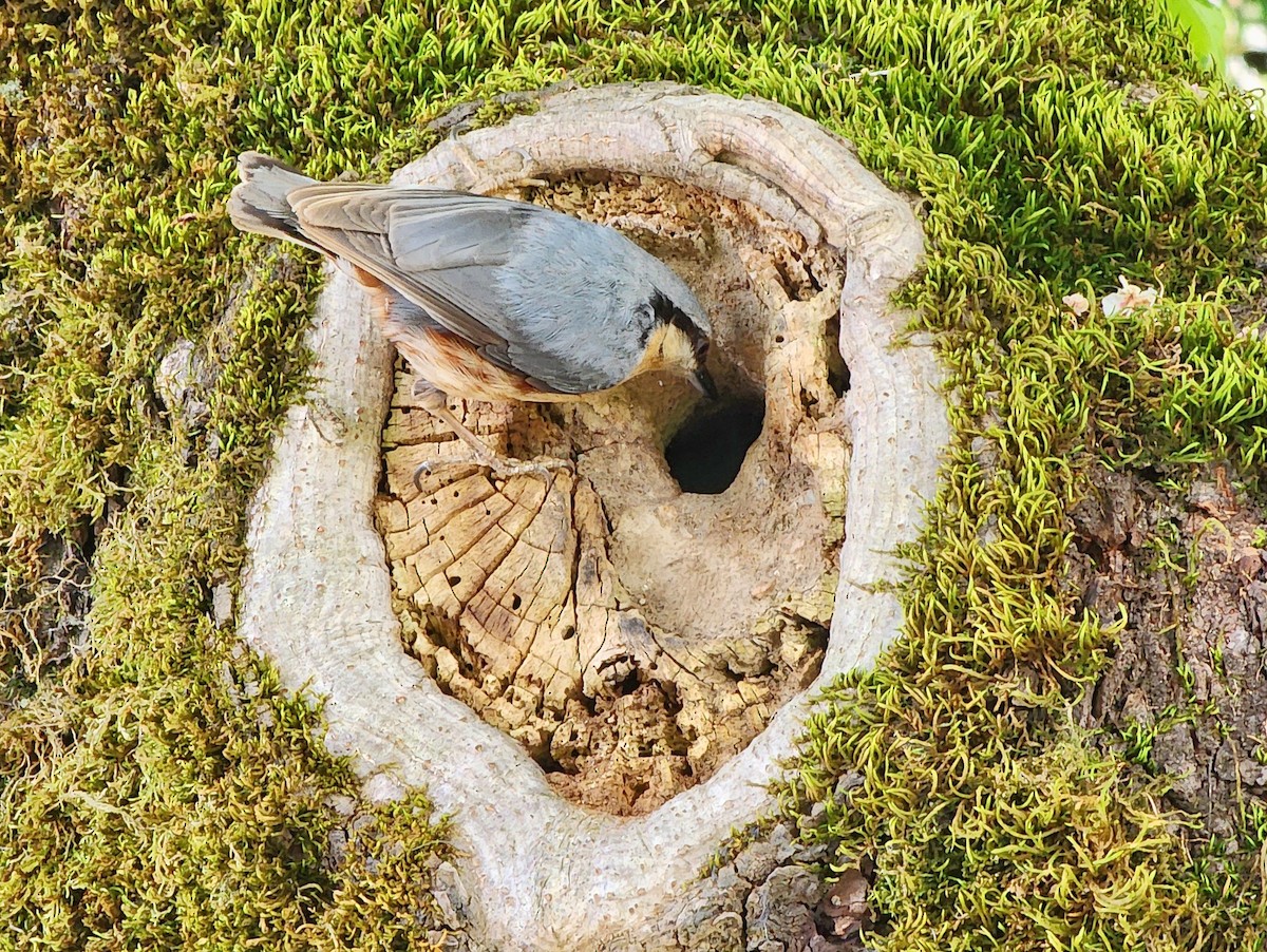 Eurasian Nuthatch - ML635894868