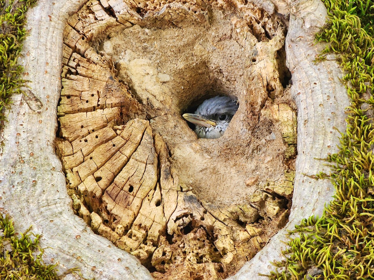 Eurasian Nuthatch - ML635894869