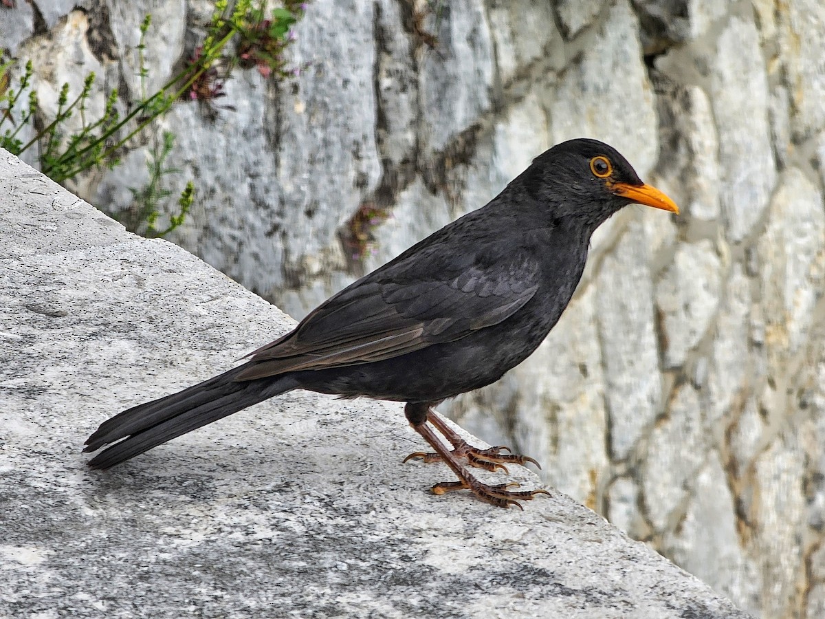Eurasian Blackbird - ML635894881