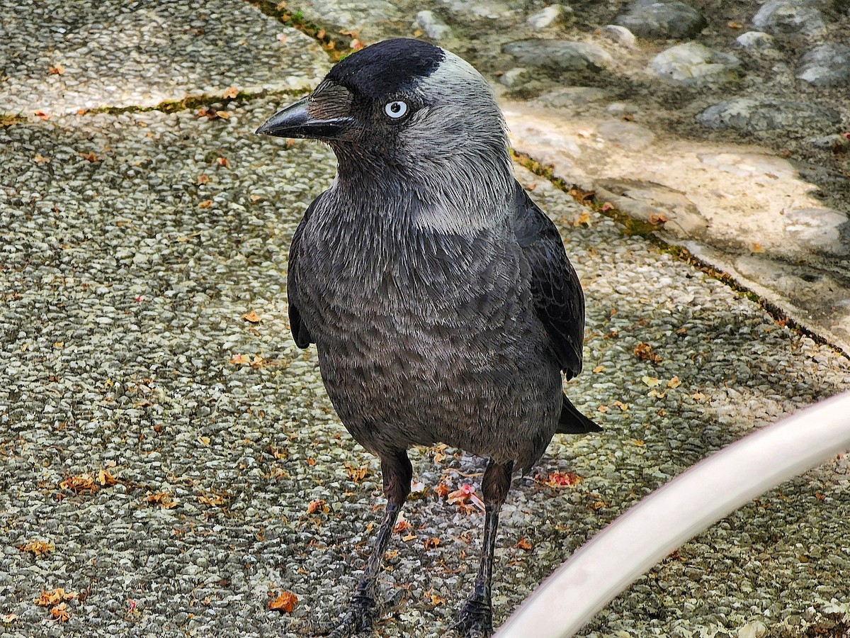 Eurasian Jackdaw - ML635894932