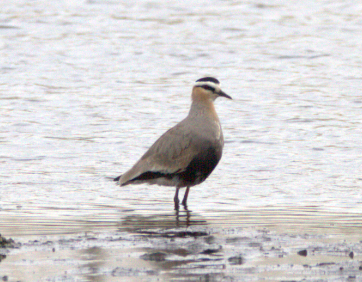 Sociable Lapwing - ML635894946