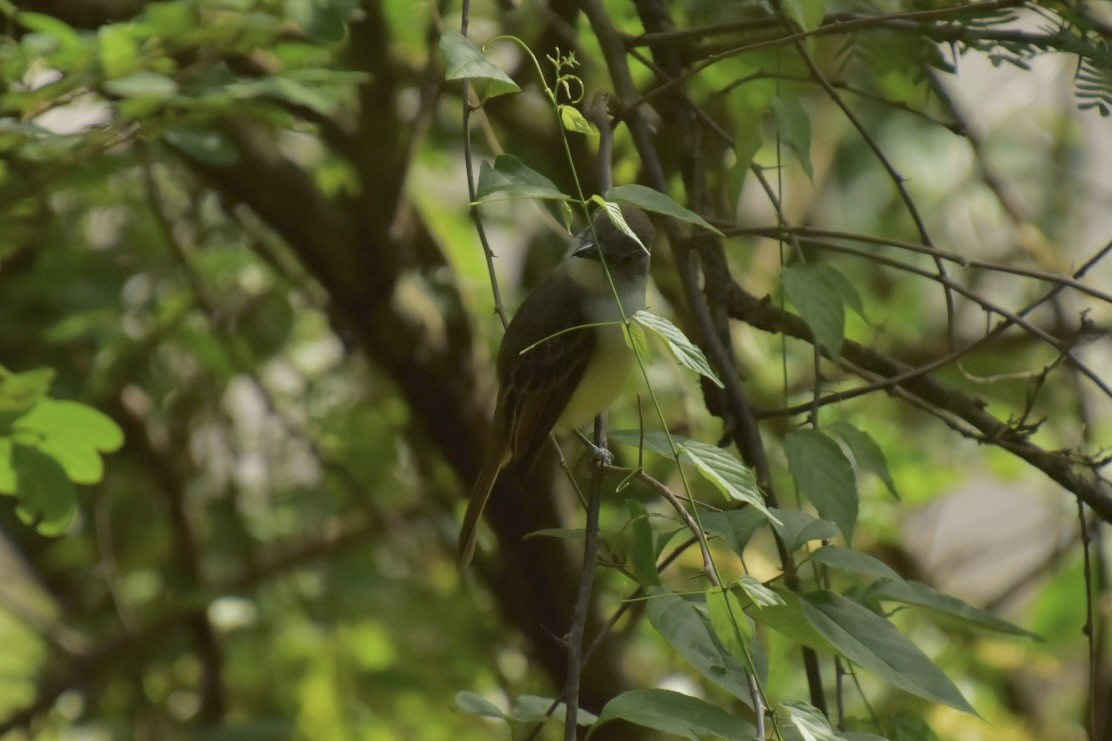 Lesser Antillean Flycatcher - ML635895132