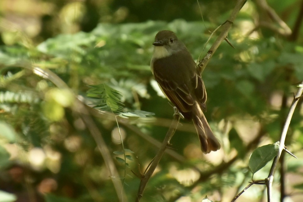 Lesser Antillean Flycatcher - ML635895133