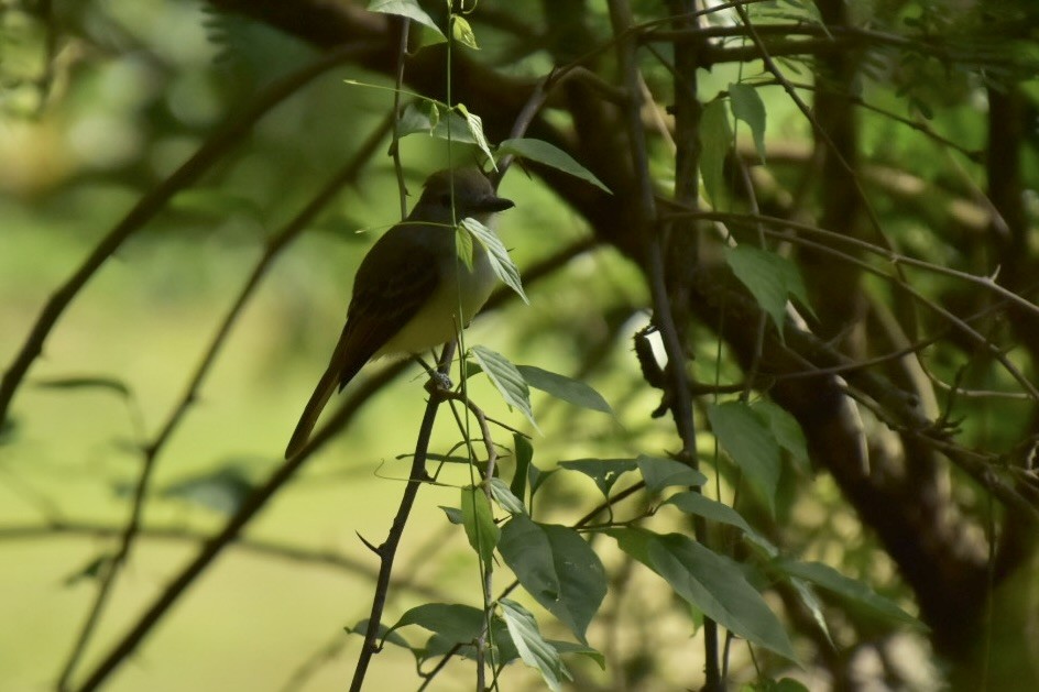 Lesser Antillean Flycatcher - ML635895134