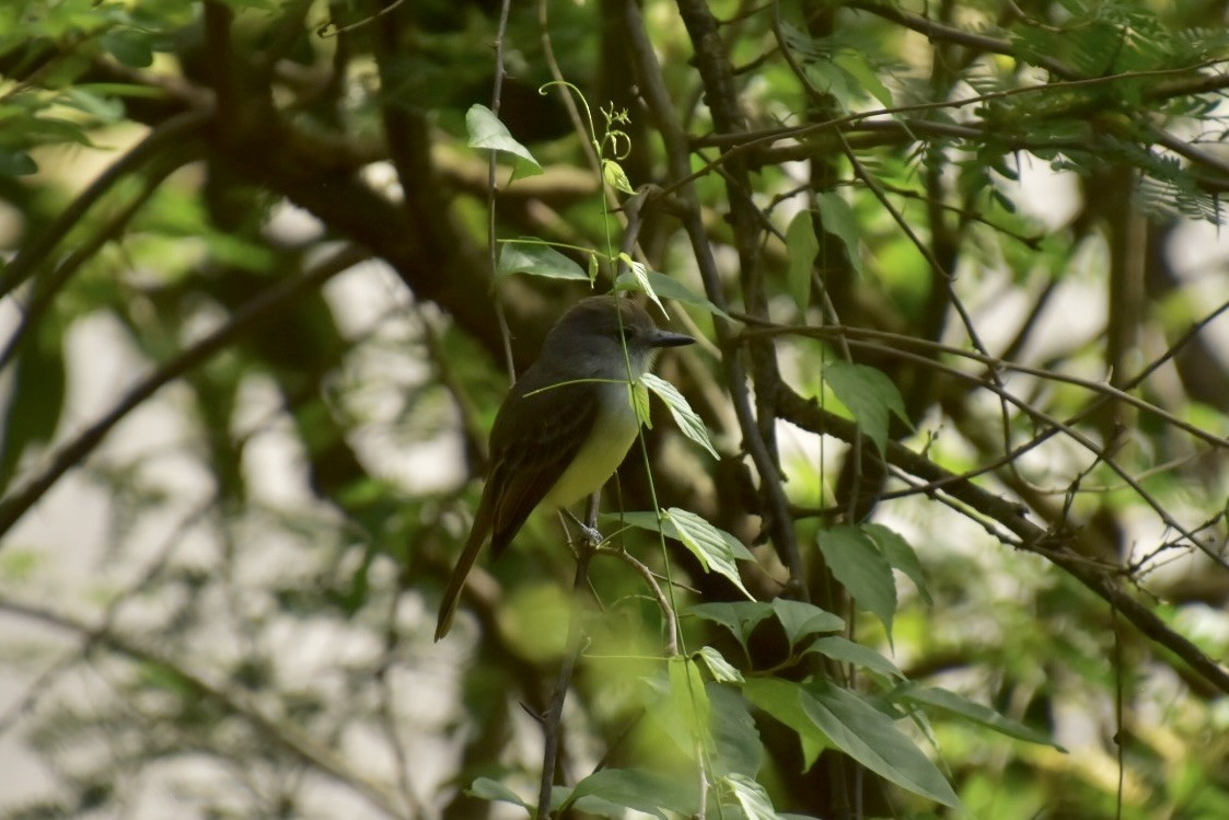 Lesser Antillean Flycatcher - ML635895135