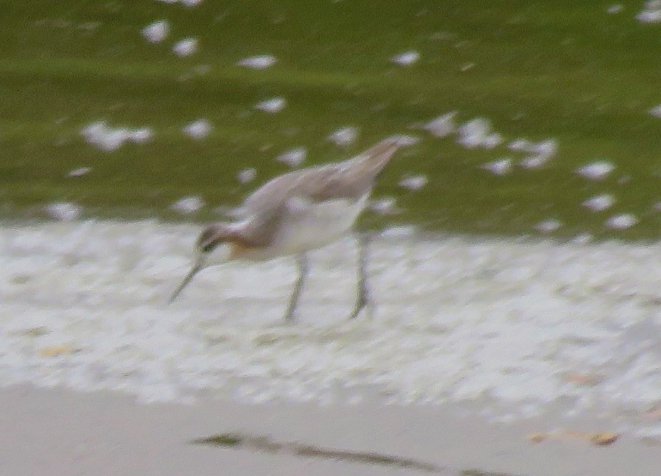 Wilson's Phalarope - ML635895264