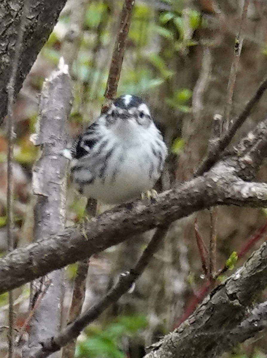 Black-and-white Warbler - ML635895281