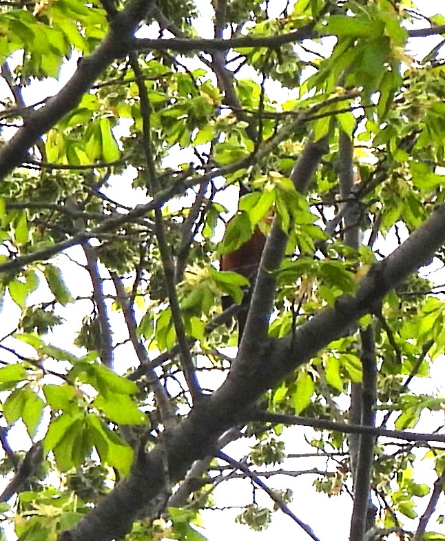 Orchard Oriole - ML635895440
