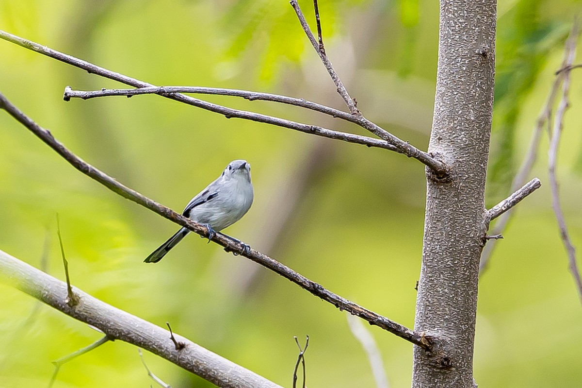 Cuban Gnatcatcher - ML635895442
