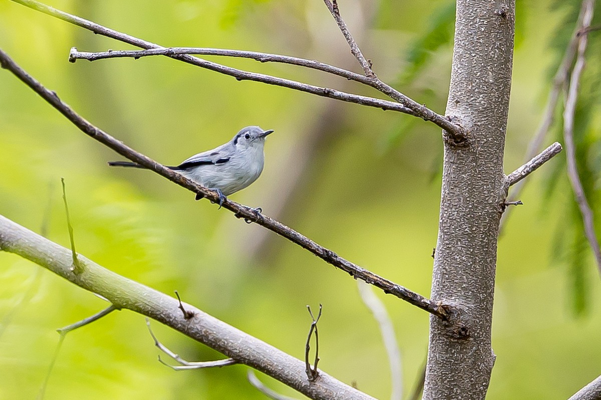 Cuban Gnatcatcher - ML635895444