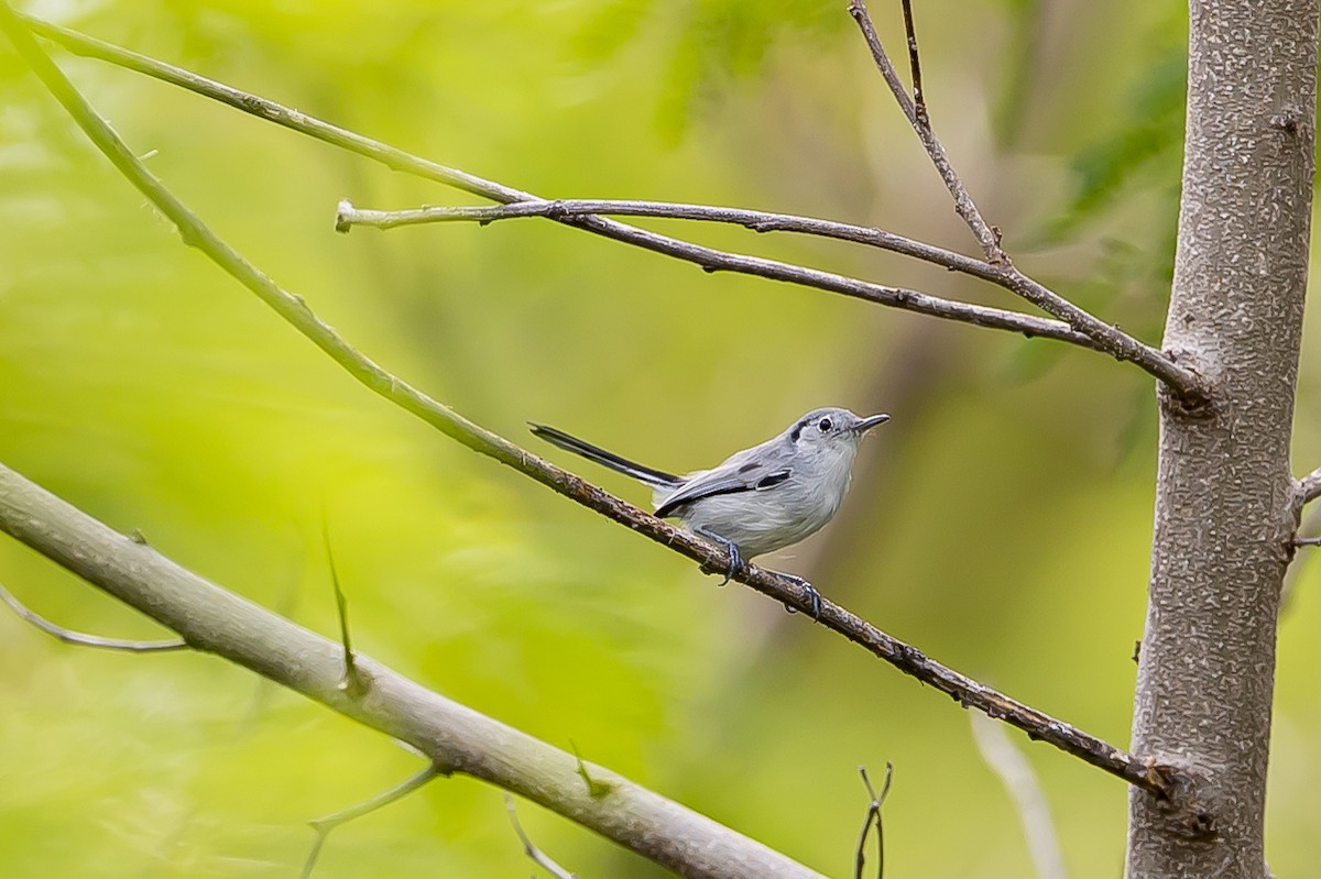 Cuban Gnatcatcher - ML635895446