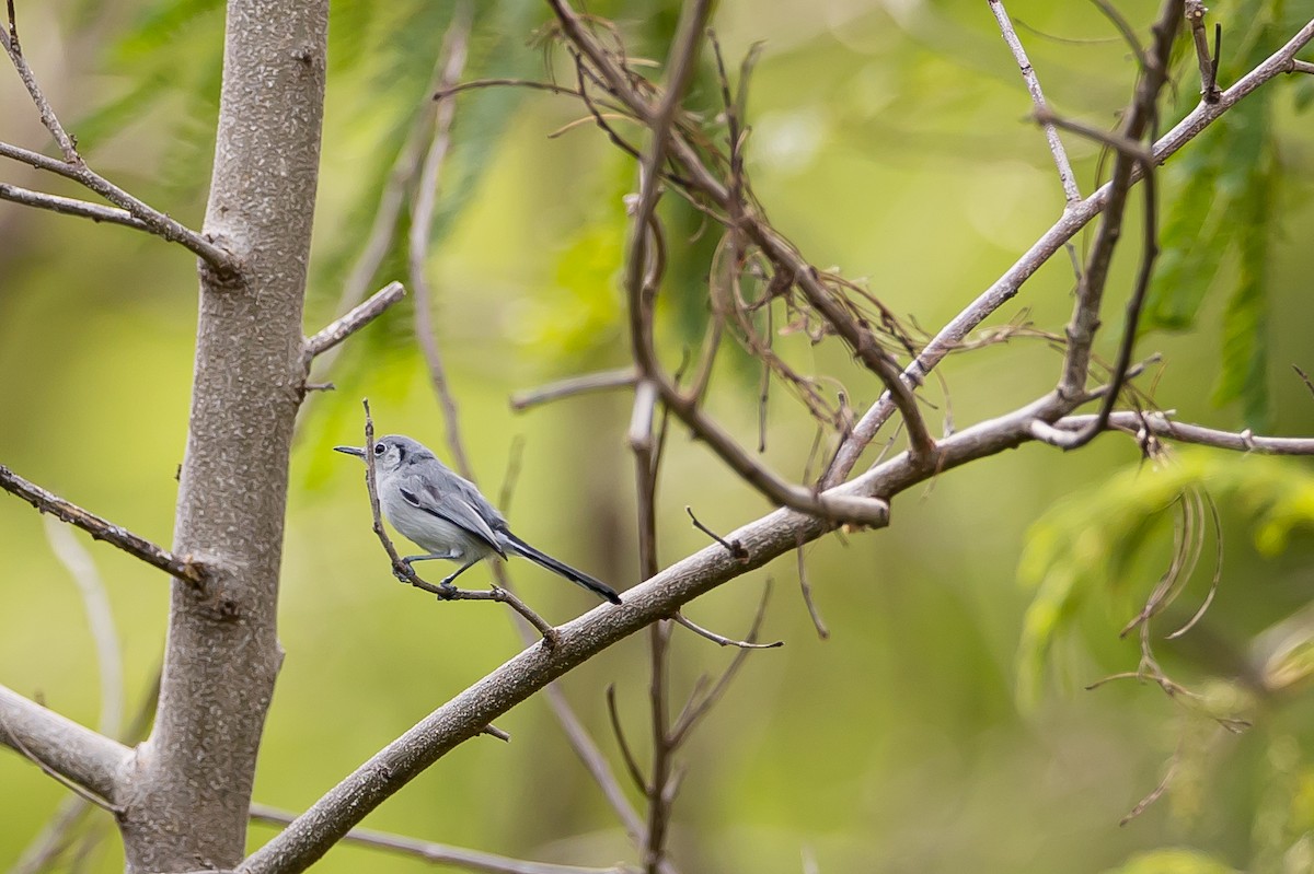 Cuban Gnatcatcher - ML635895447