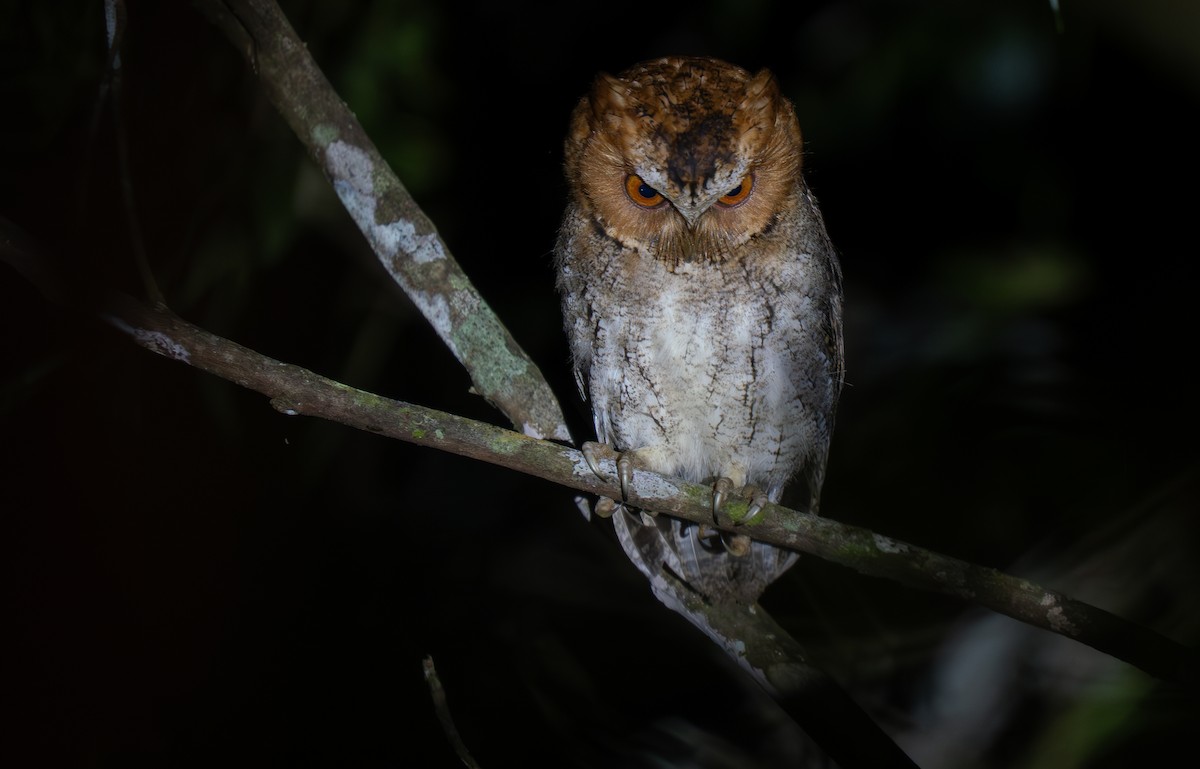 Negros Scops-Owl - ML635895517