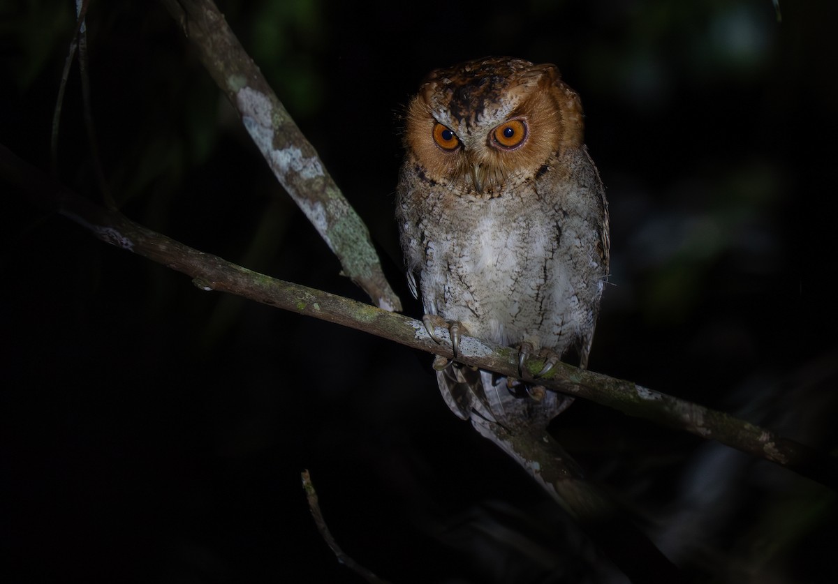Negros Scops-Owl - ML635895519