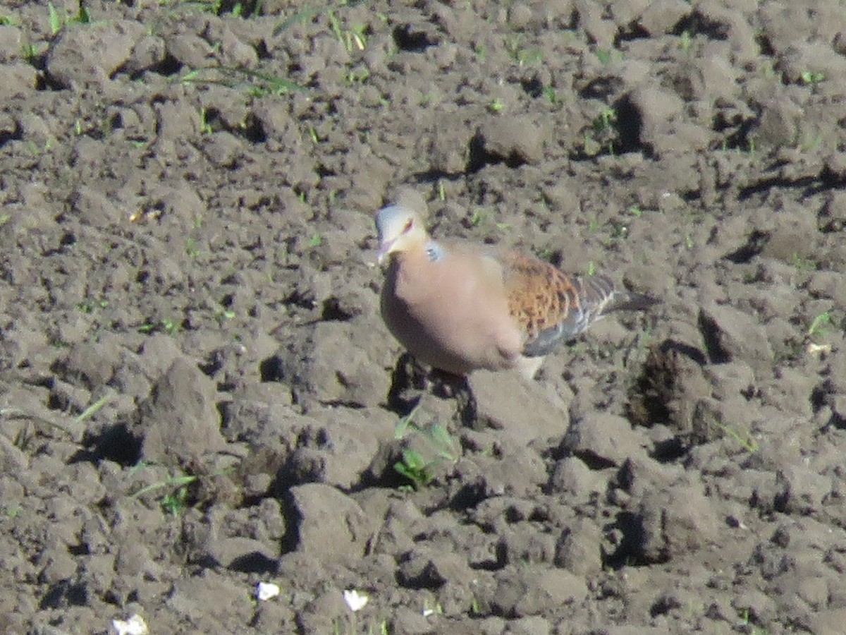 Oriental Turtle-Dove - ML635895553