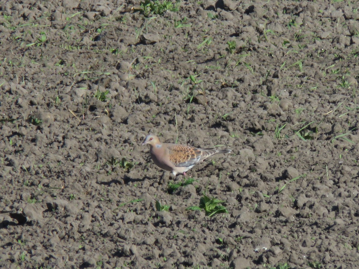 Oriental Turtle-Dove - ML635895575
