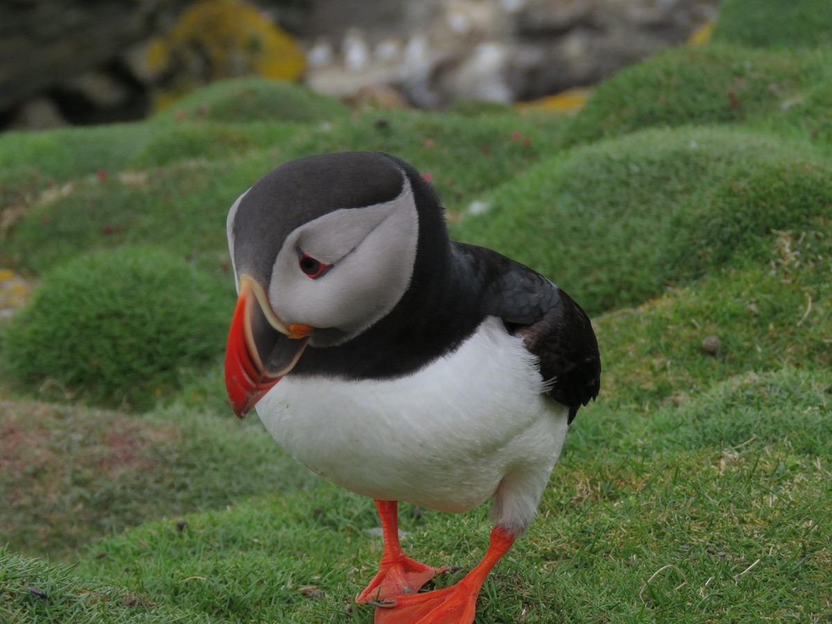 Atlantic Puffin - ML635895644