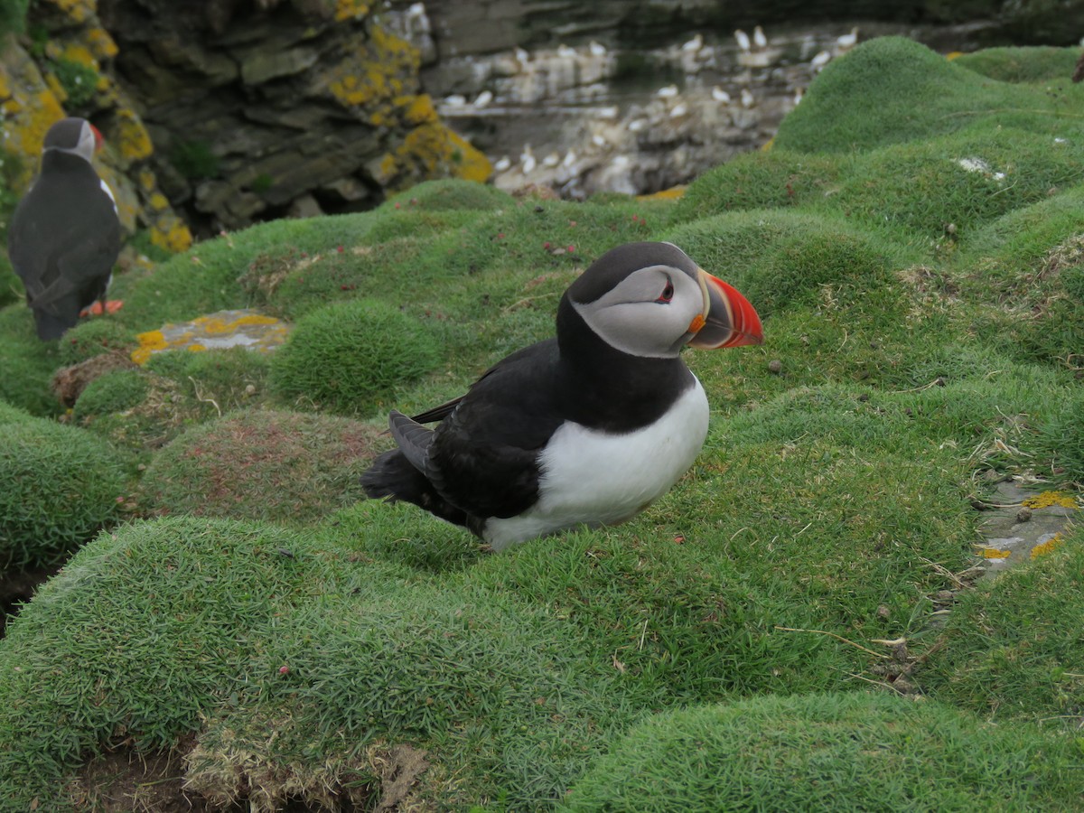 Atlantic Puffin - ML635895654