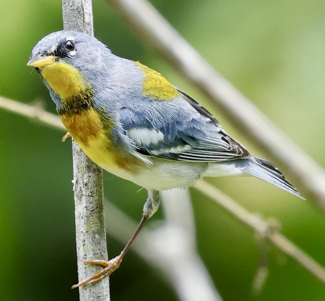 Northern Parula - ML635895817