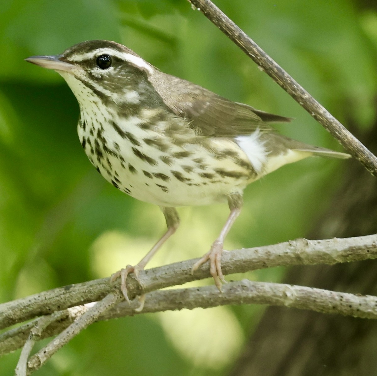 Louisiana Waterthrush - ML635895824