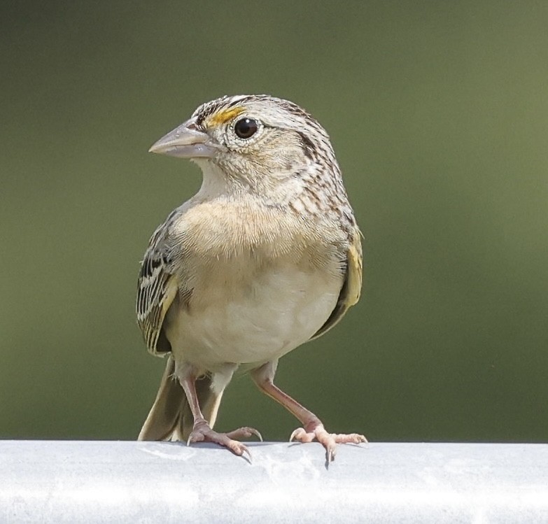 Grasshopper Sparrow - ML635895829