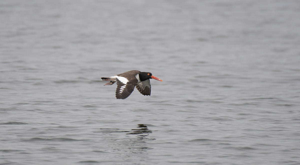 Американский кулик-сорока - ML635895831