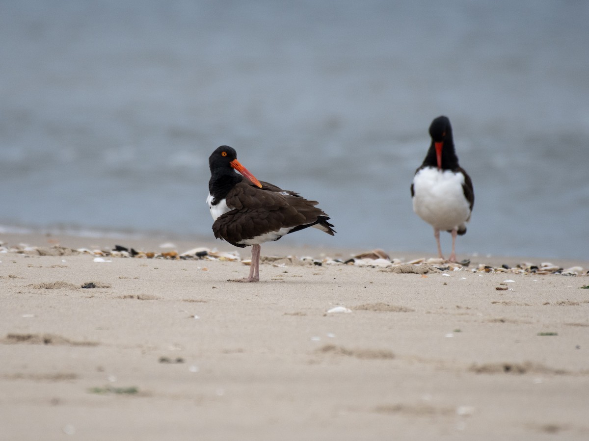 Американский кулик-сорока - ML635895860