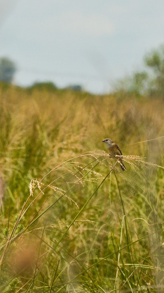 Marsh Seedeater - ML635895920