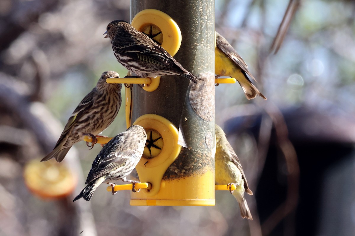 Pine Siskin - ML635895921