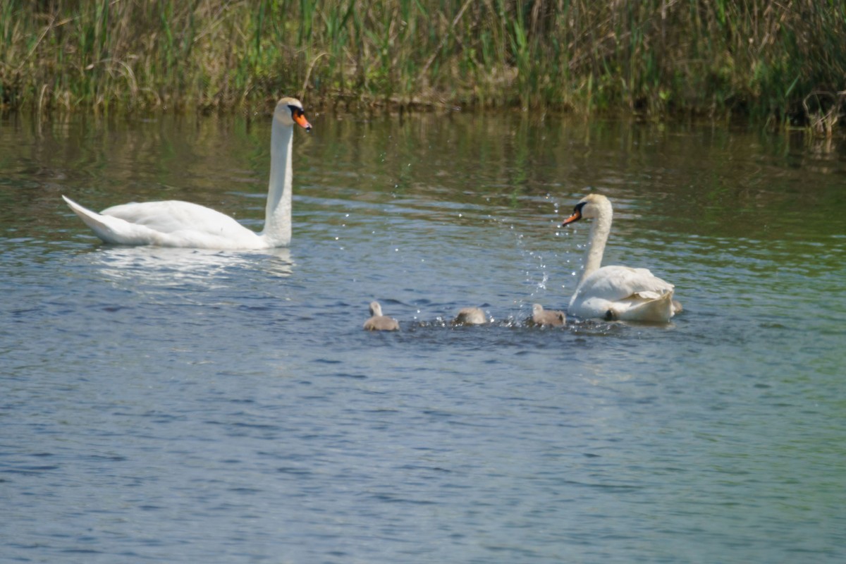 Cigno reale - ML635896014