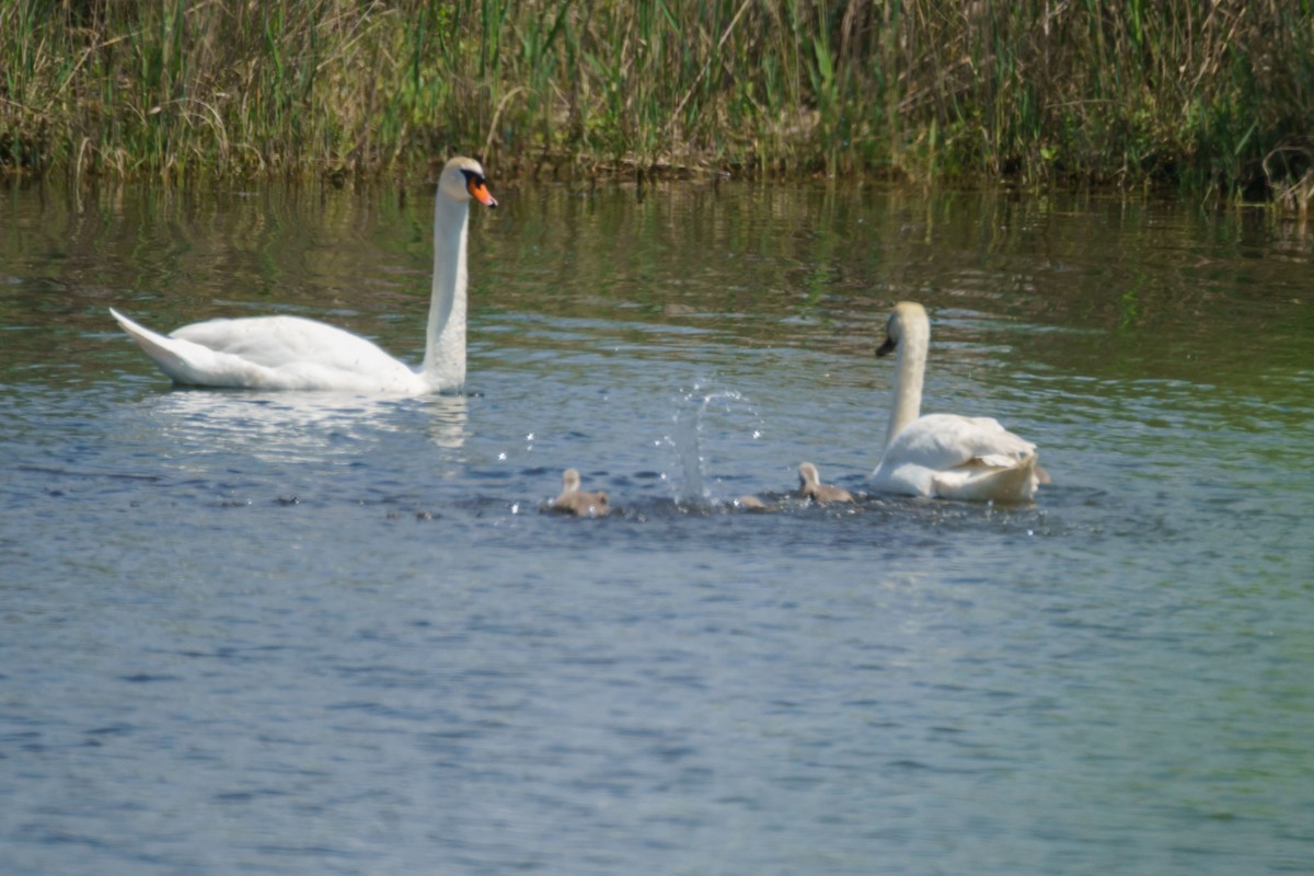 Cigno reale - ML635896015