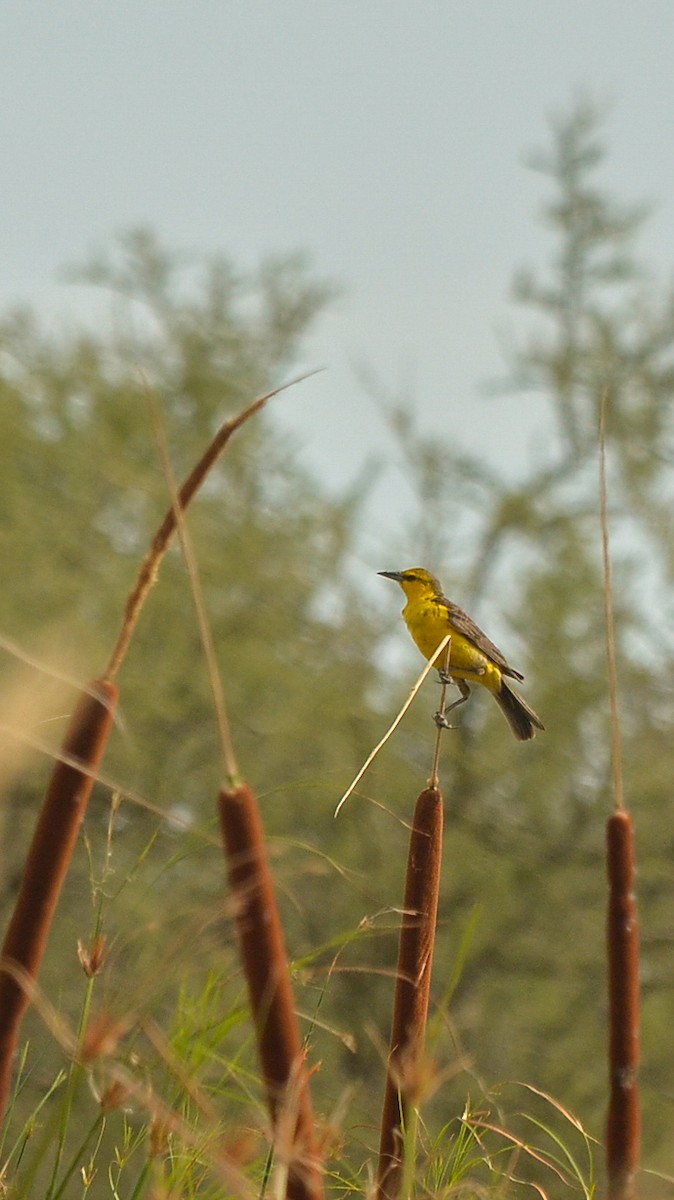 Saffron-cowled Blackbird - ML635896026