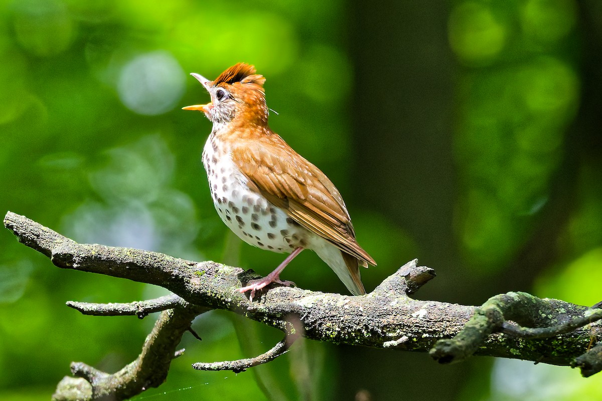 Wood Thrush - ML635896189