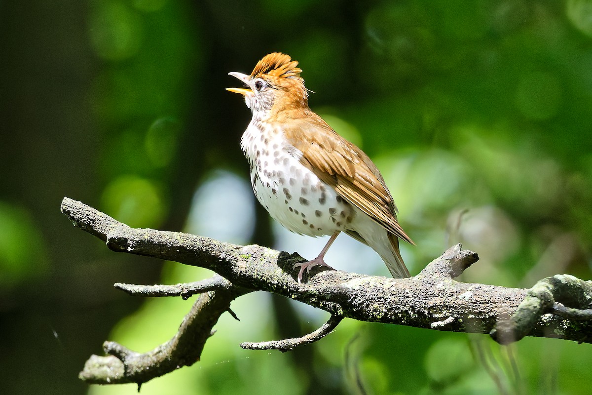 Wood Thrush - ML635896190