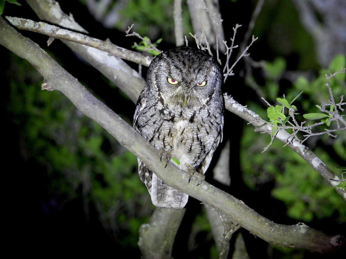 Eastern Screech-Owl - ML635896223