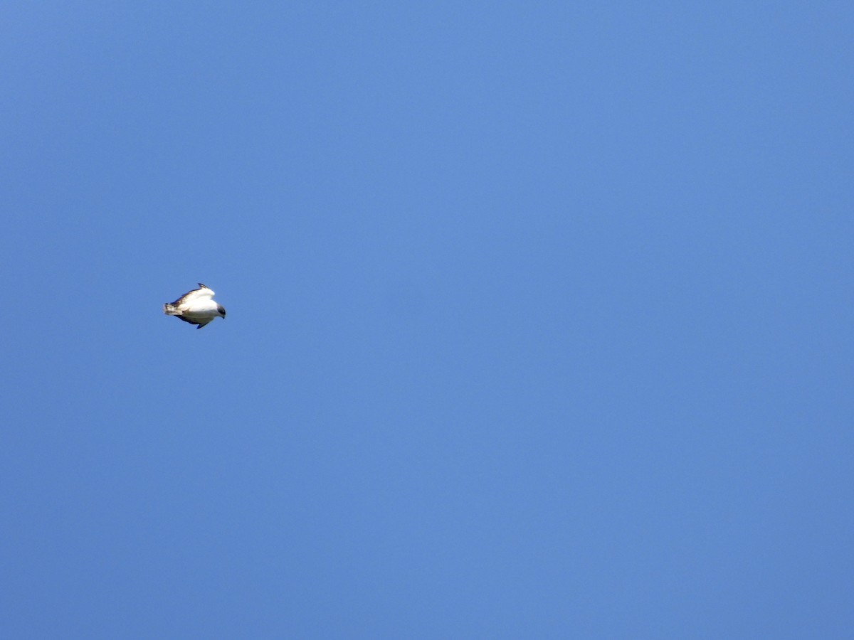 Short-tailed Hawk - ML635896264