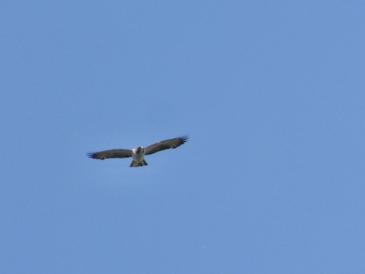 Short-tailed Hawk - ML635896280