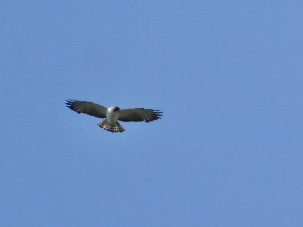 Short-tailed Hawk - ML635896282