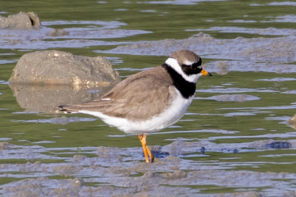 Common Ringed Plover - ML635896299
