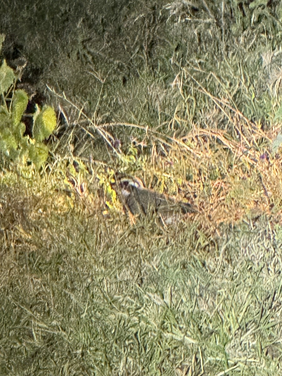 Bronze-winged Courser - ML635896310