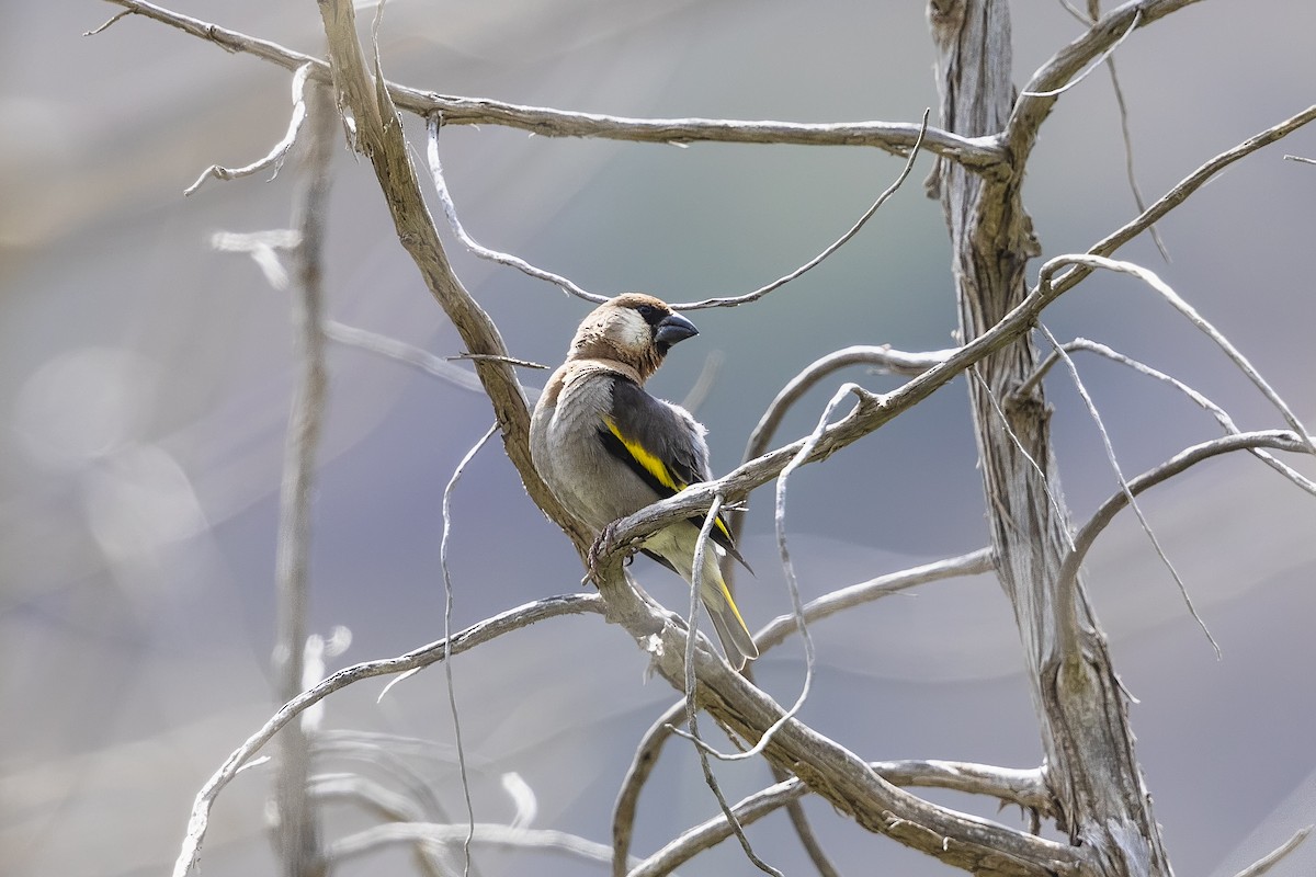Arabian Grosbeak - ML635896413