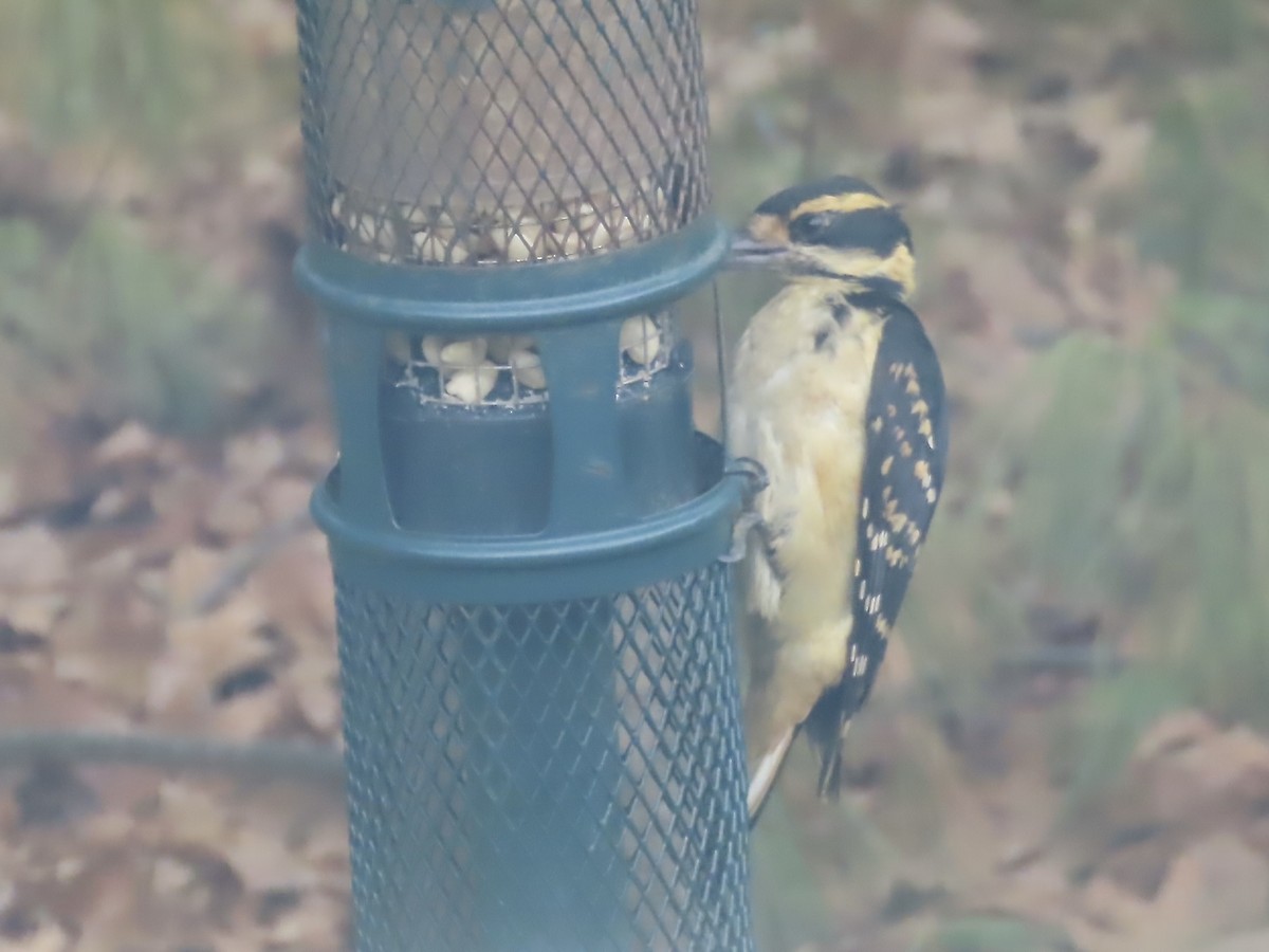 ub. spett (Picidae sp.) - ML635896477