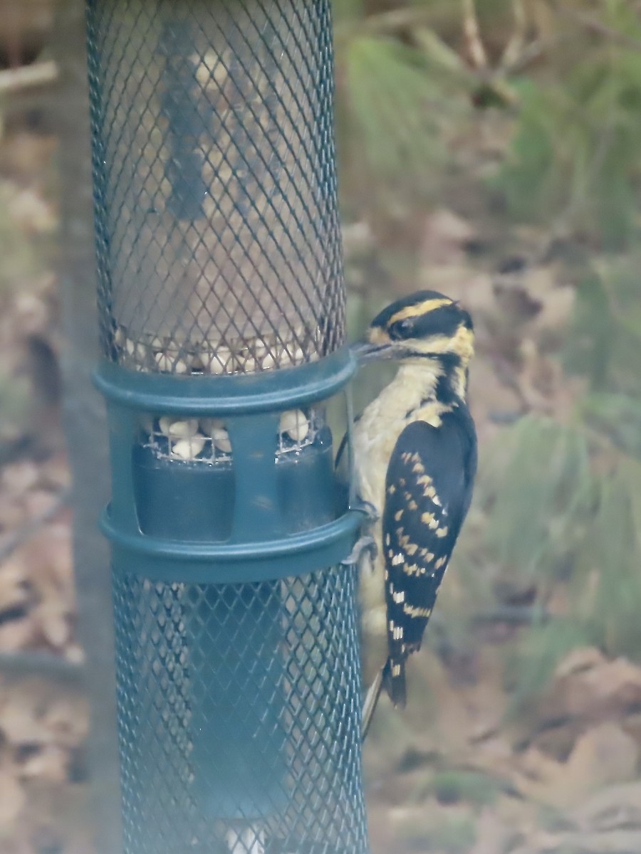 ub. spett (Picidae sp.) - ML635896479