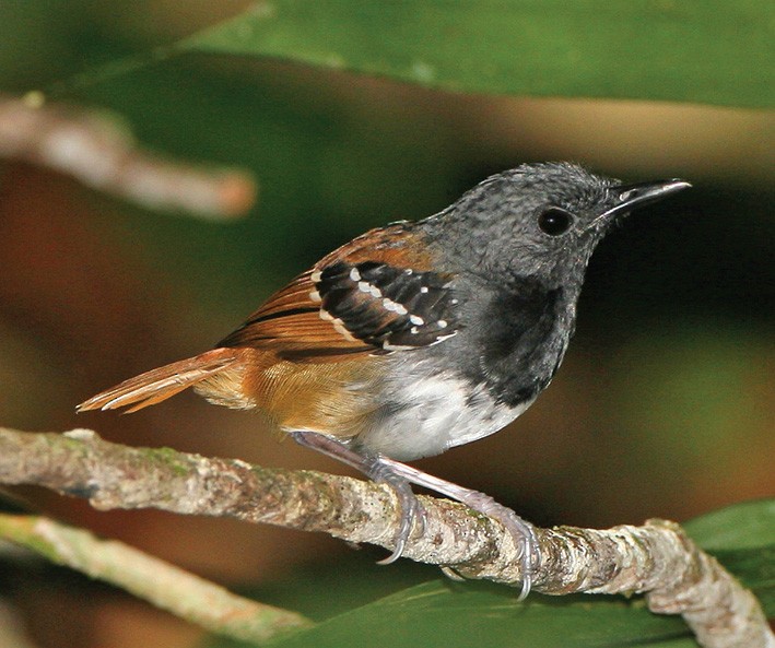 Chestnut-tailed Antbird - ML635896502
