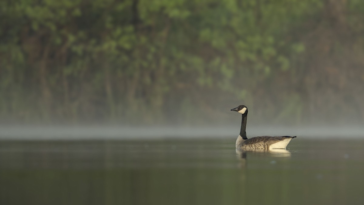 Canada Goose - ML635896521